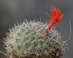 Matucana formosa