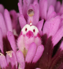 Castilleja exserta exserta