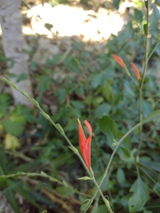 Dicliptera