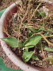 Agave desmettiana