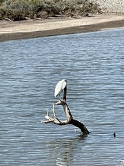 Egretta