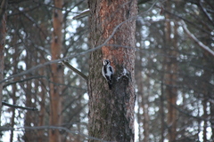 Picoides tridactylus