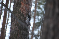Picoides tridactylus
