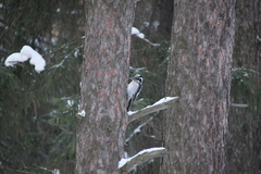 Picoides tridactylus