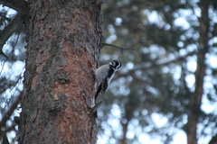 Picoides tridactylus
