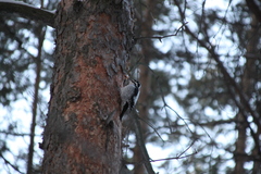 Picoides tridactylus