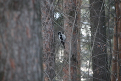 Picoides tridactylus