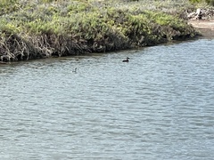Podiceps nigricollis