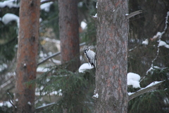 Picoides tridactylus