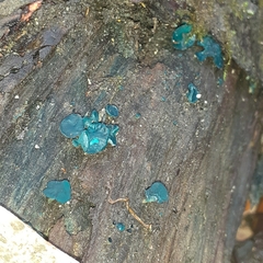 Chlorociboria aeruginascens