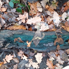 Chlorociboria aeruginascens