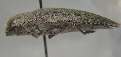 Dicerca lurida