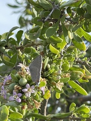 Strymon melinus pudica