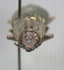 Dicerca lurida
