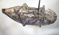 Dicerca lurida