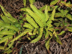 Pteris minor