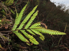 Pteris minor