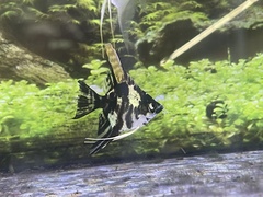Pterophyllum scalare