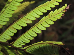 Pteris minor