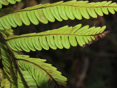 Pteris minor