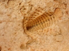 Trilobita