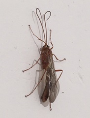 Ophion obscuratus
