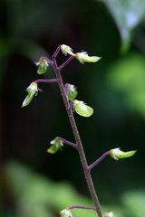 Tiarella polyphylla