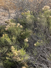 Xylothamia diffusa