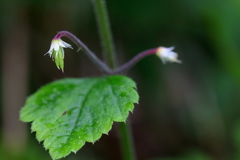 Tiarella polyphylla