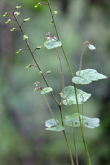 Tiarella polyphylla
