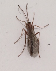 Ophion obscuratus