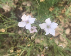 Linum tenuifolium