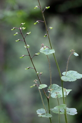Tiarella polyphylla