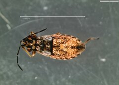 Nithecus jacobaeae