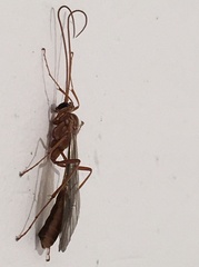 Ophion obscuratus