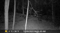 Odocoileus virginianus