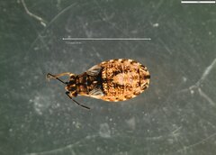 Nithecus jacobaeae