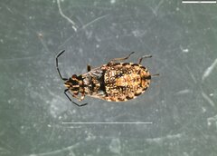 Nithecus jacobaeae