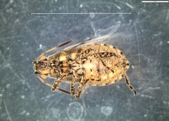 Stictopleurus punctatonervosus