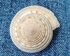 Architectonica nobilis