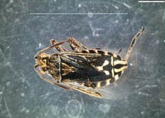 Stictopleurus punctatonervosus