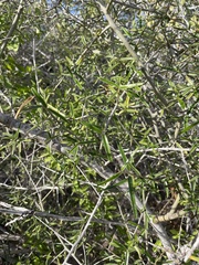 Atamisquea emarginata