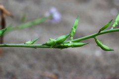 Cakile maritima maritima