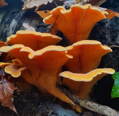 Phyllotopsis nidulans