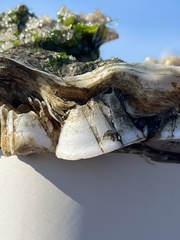 Amphibalanus eburneus