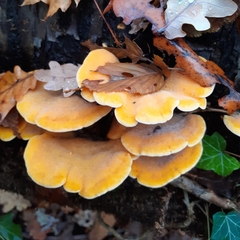 Phyllotopsis nidulans