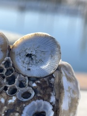 Amphibalanus eburneus