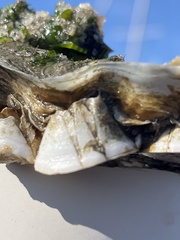 Amphibalanus eburneus