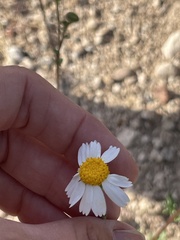 Perityle crassifolia