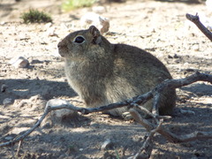 Microcavia australis